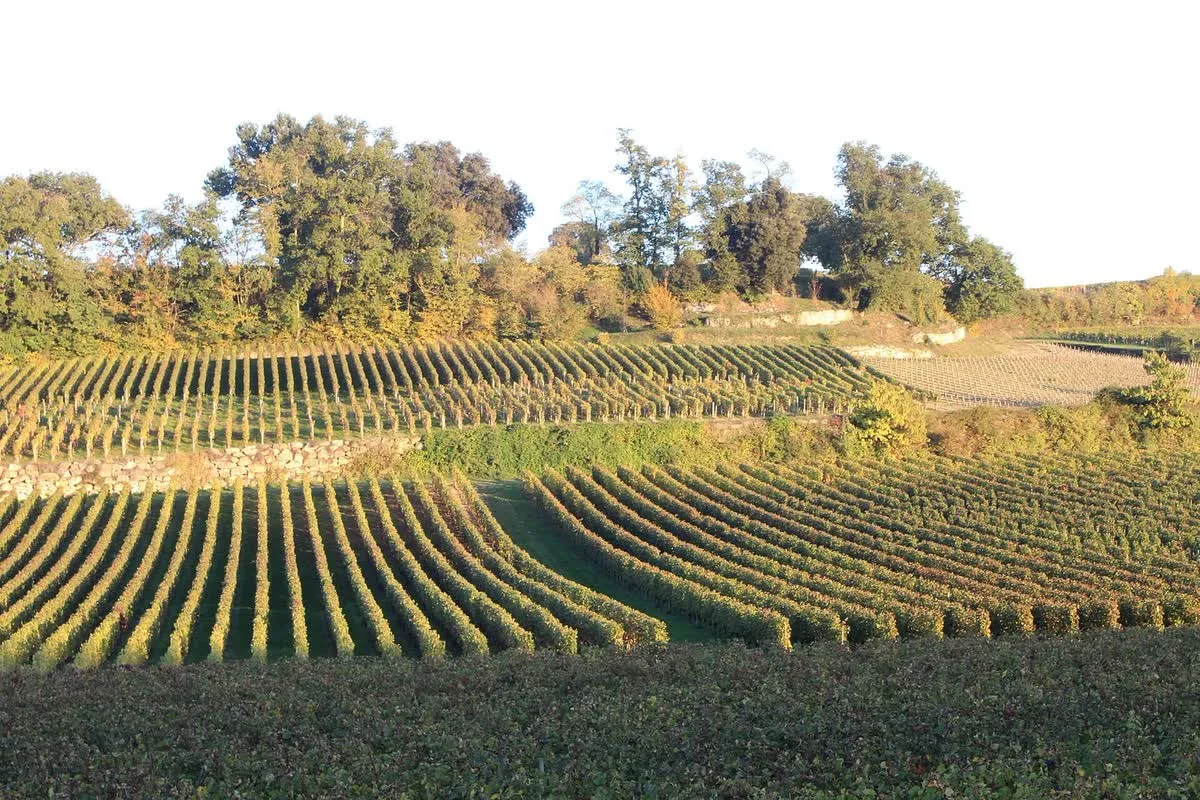 Rangs de vigne dans le vignoble de la région de Saint-Émilion