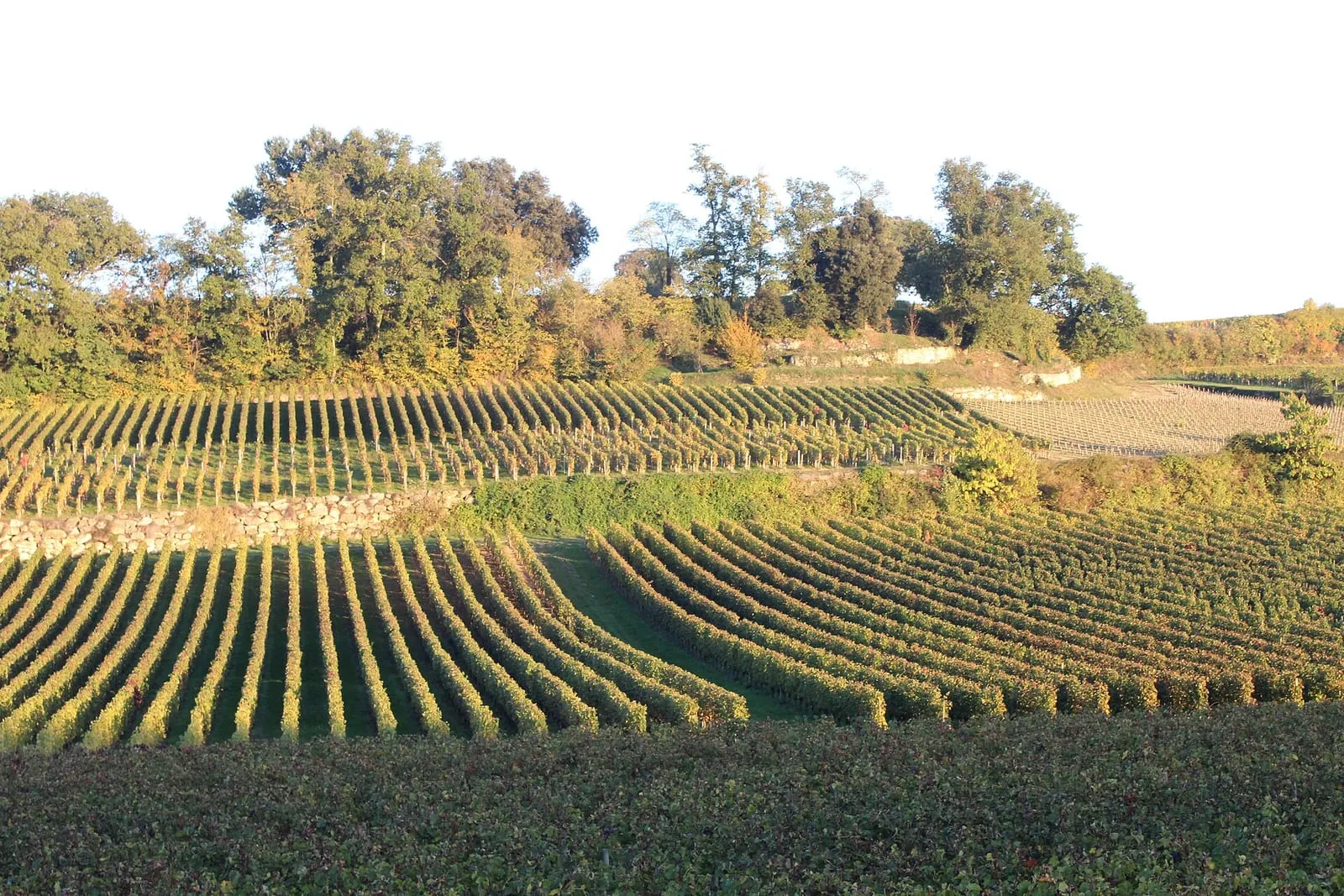 Rangs de vigne dans le vignoble de la région de Saint-Émilion