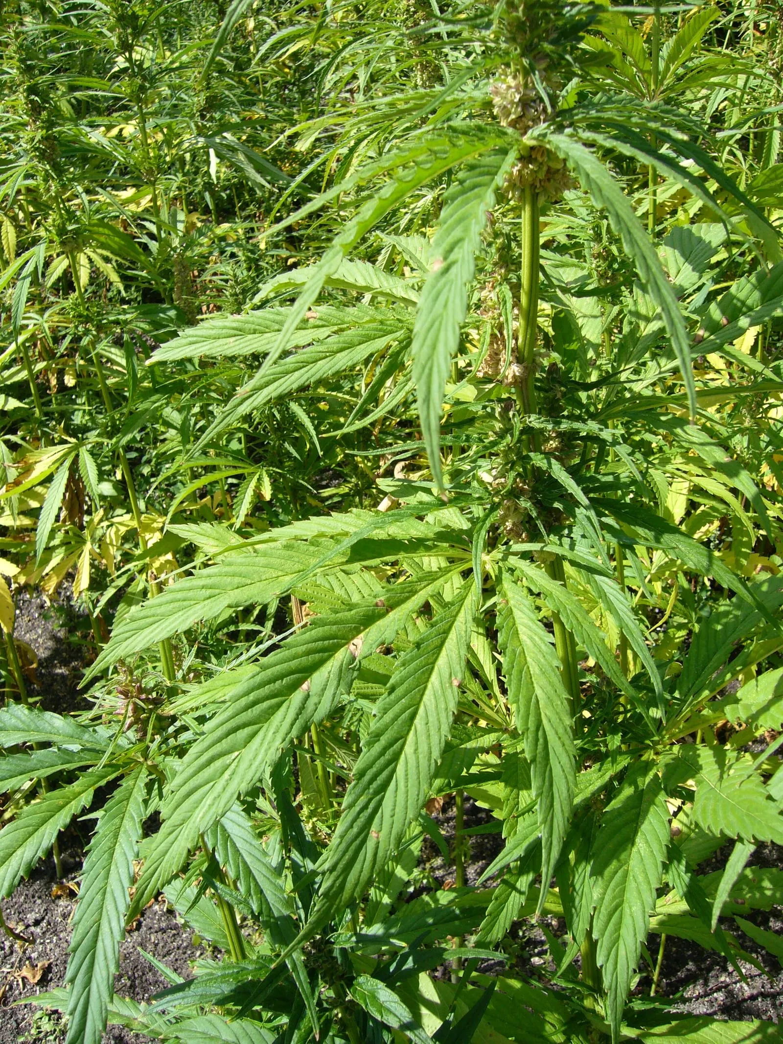 Des plants de chanvre dans un champ