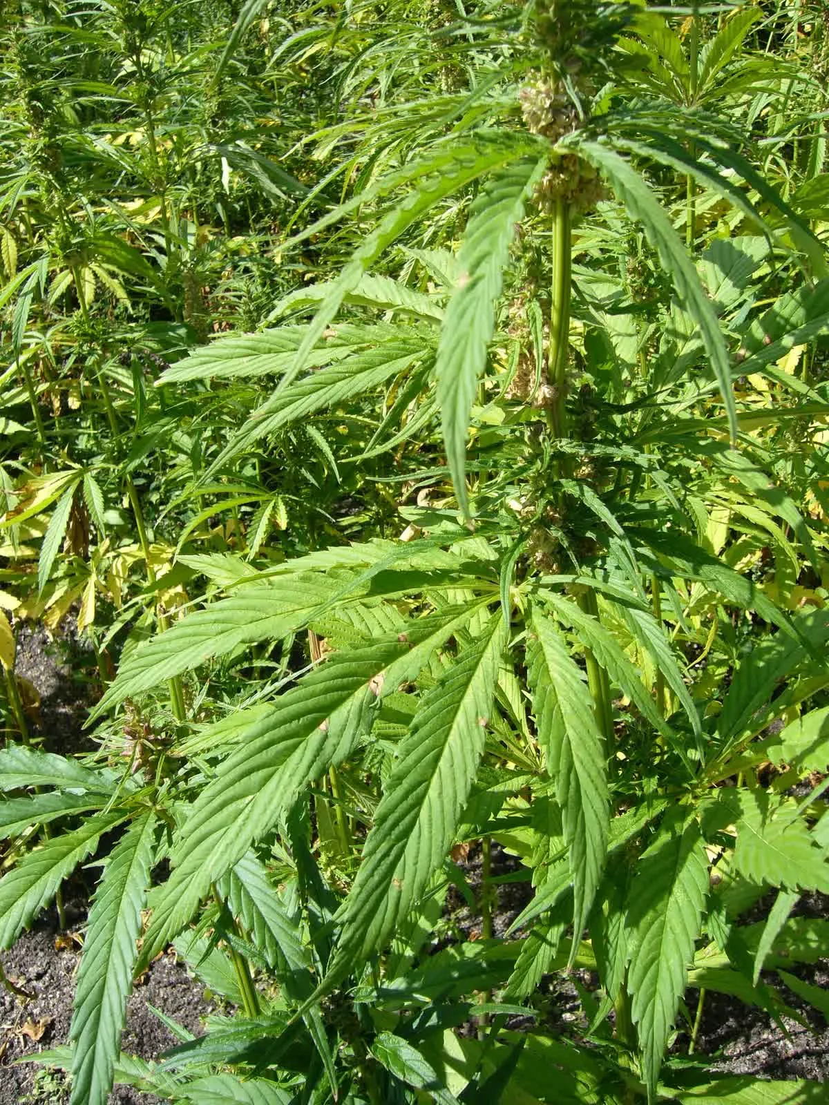 Des plants de chanvre dans un champ