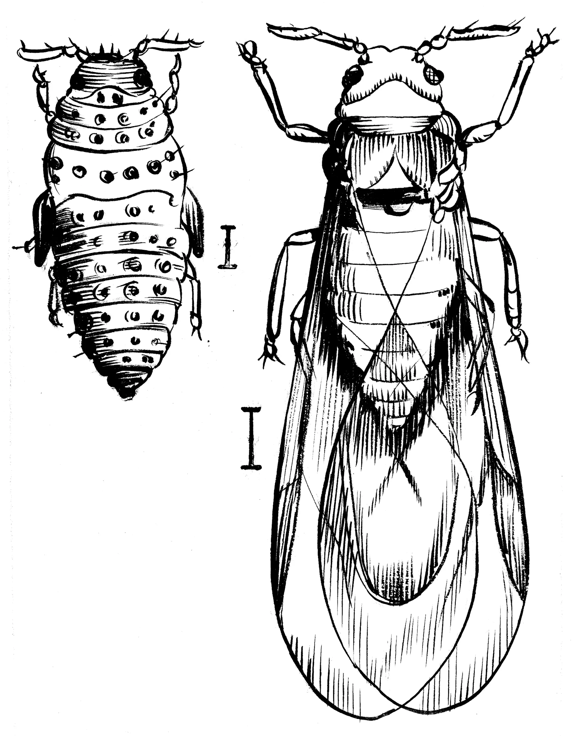 Dessin du phylloxéra, le puceron qui attaque les racines de la vigne européenne