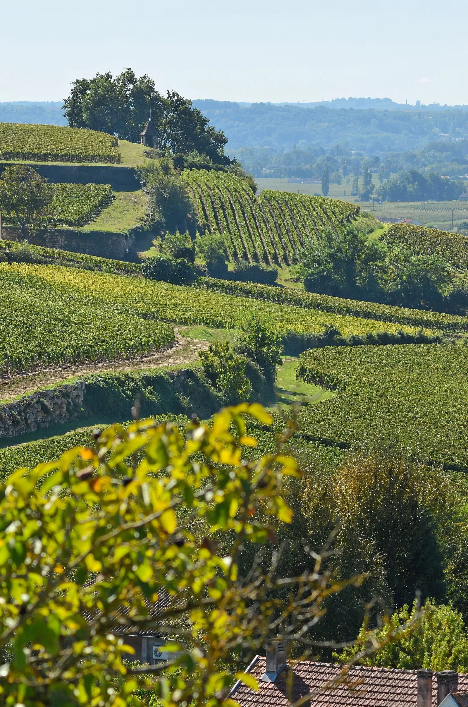 Rangs de vigne dans le vignoble de Saint-Émilion